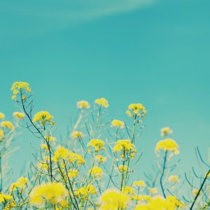 2018 Yaklaşıyor! Sade Kalın, Doğadan İlham Alın!